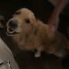 i.dont.even.know.dog