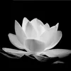 DhammaViet Blog