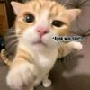 oyengangstaa_