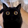 ネコほしい