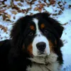 nela.the.bernese