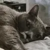 kotik.egor
