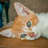 catkampong