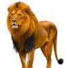 __aslan_41