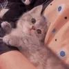 user.dianchella