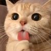 azizahothman086