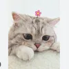 hoa.cat8