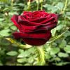 user9597388201998