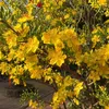 annhien9946
