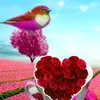 magm.amna