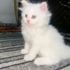 shazra698