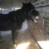 veauandlouie15