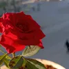 user5081368002232