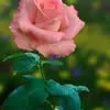 rosa.emilia.gonza
