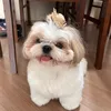 tiquinho_pet