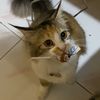 shellaismycat