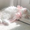 isabellaa.melody