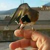 torillano.nasrou