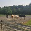 nora_horsesforlife