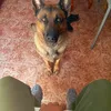unknown1_443