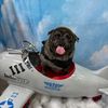 freshfromthefarmpugs