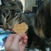 queencat4656