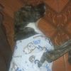 elperritoinutilruffo