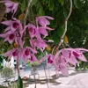 snnguyn8731