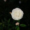 diilaannnnn1990