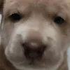 zsinnxr