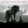 tayyabcrazy30
