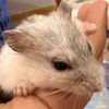guineapig_milkly1
