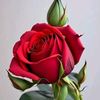 syediftikharahmed09