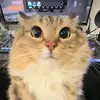 valami_random0