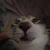 misterkondishenal_3