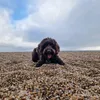 doglover_375