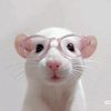 qiyya🐁