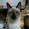 keikookxns0
