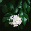 van.tran049