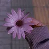 fatima043_