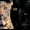 yasmin82377411175254