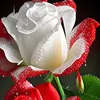 hadel.alhamam8