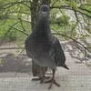 enderleon9999
