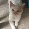 m4aw_meaw