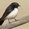 wagtail64