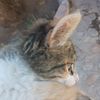 arthur_earthling