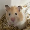 pompurin_hams