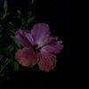 appleuser957776940