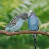 faizan__aviary