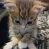 swhluvs